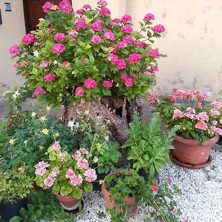 Col Cacione Assisi