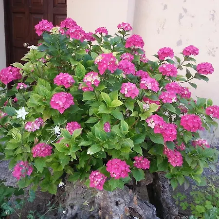 Col Cacione *