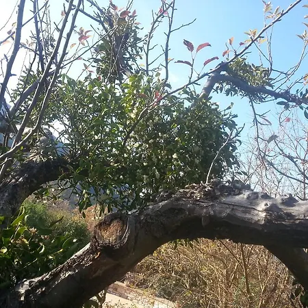 Col Cacione